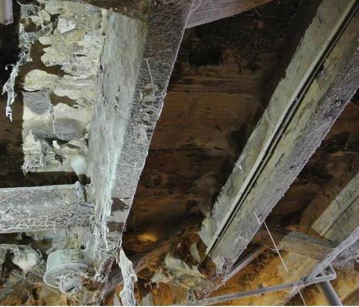 Floor joists with extensive mold growth