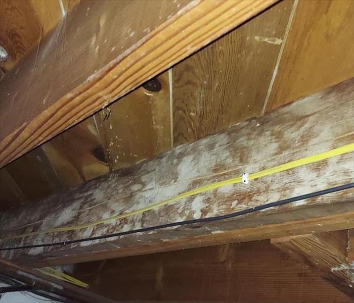Floor joists with white fungal growth