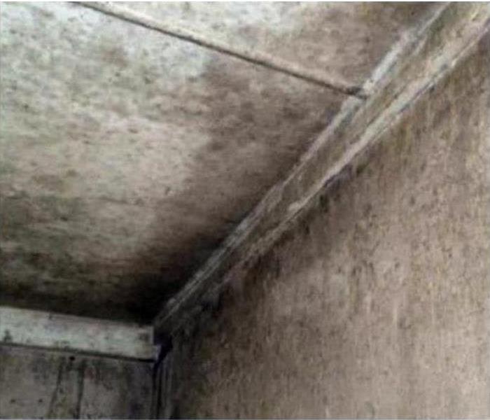 Wall and ceiling covered in mold growth